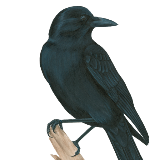 American crow.