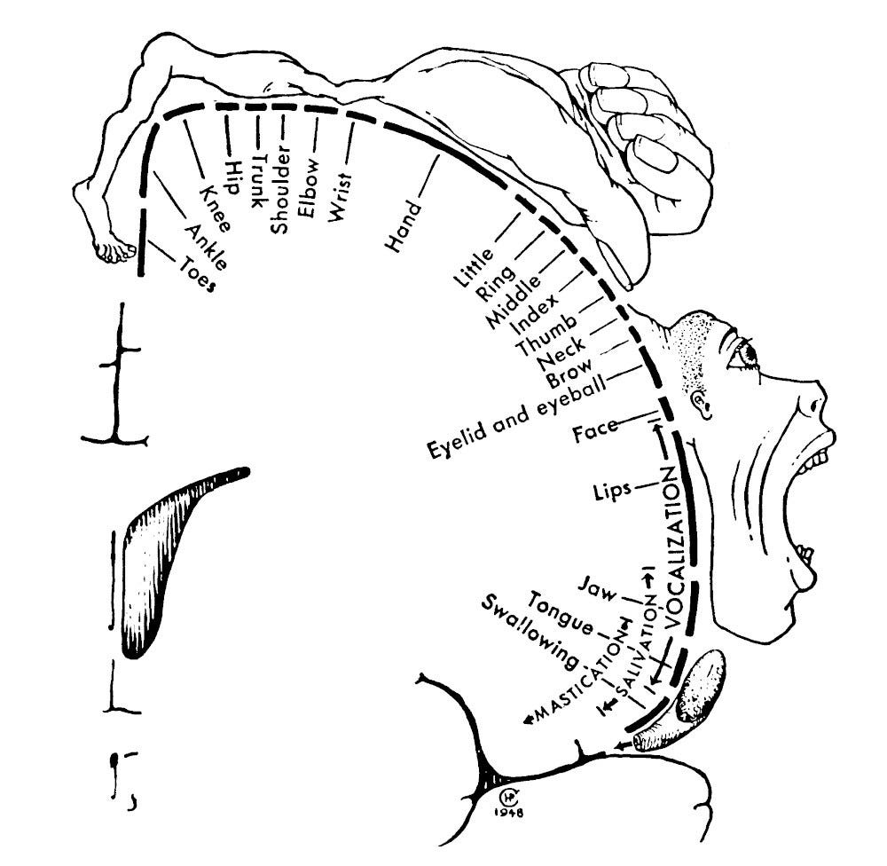 homunculus-diagram