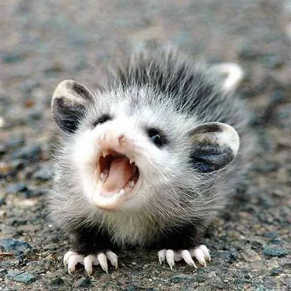 Angy Possum